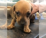 Small Photo #8 Dachshund Puppy For Sale in LONG BEACH, CA, USA