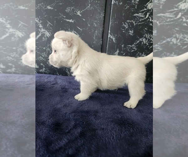 Medium Photo #5 West Highland White Terrier Puppy For Sale in LAGRANGE, IN, USA