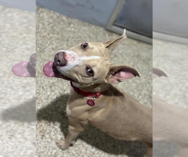 Medium Photo #1 Mutt Puppy For Sale in Incline Village, NV, USA