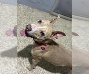 Mutt Dogs for adoption in Incline Village, NV, USA