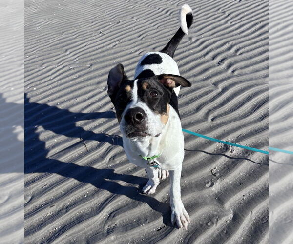 Medium Photo #4 Jack Russell Terrier-Unknown Mix Puppy For Sale in Boston, MA, USA