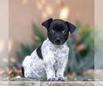 Small #3 Jack Russell Terrier Mix