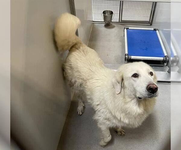 Medium Photo #1 Great Pyrenees Puppy For Sale in Modesto, CA, USA