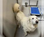 Small Great Pyrenees