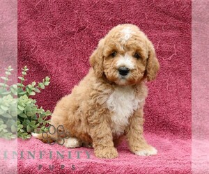 Goldendoodle (Miniature) Puppy for sale in EPHRATA, PA, USA