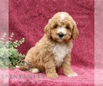Small Goldendoodle (Miniature)
