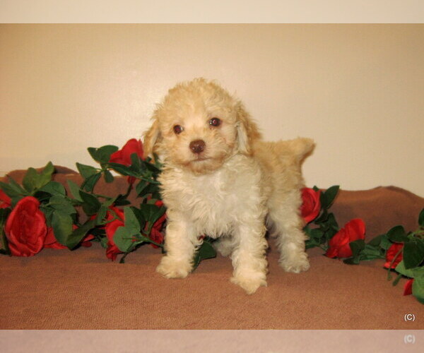 Medium Photo #1 Poodle (Toy) Puppy For Sale in BAKERSFIELD, CA, USA