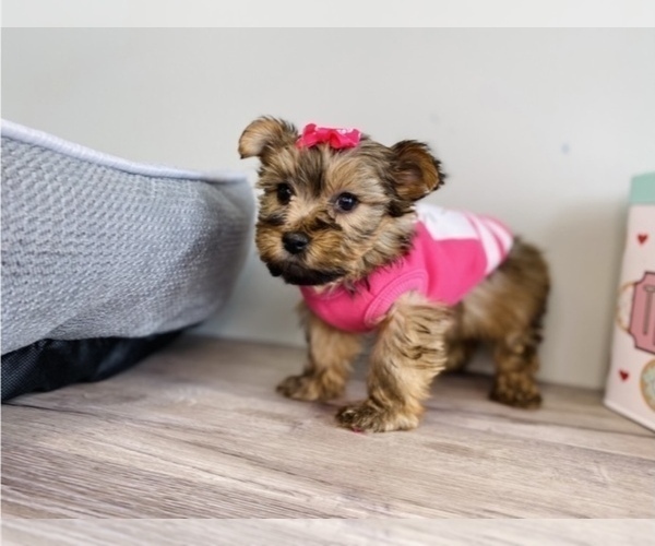Medium Photo #3 Shorkie Tzu Puppy For Sale in JACKSON, MI, USA