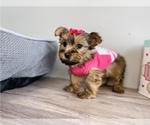 Small Photo #3 Shorkie Tzu Puppy For Sale in JACKSON, MI, USA