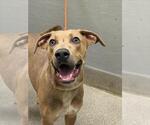 Small Labrador Retriever Mix