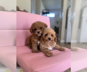 Maltipoo Puppy for sale in EASTVALE, CA, USA