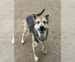 German Shepherd Dog-Unknown Mix Dogs for adoption in Riverside, CA, USA
