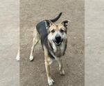 D.O.G. - Male German Shepherd Dog-Unknown Mix Dog for Adoption - Small photo