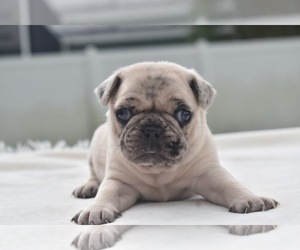 Pug Puppy for sale in PALM COAST, FL, USA