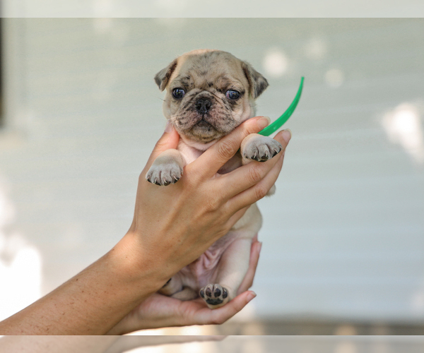 Medium Photo #2 Pug Puppy For Sale in LIBERTY, KY, USA