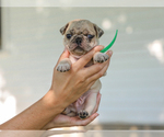 Small #1 Pug