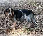 Small Photo #5 Bagle Hound Puppy For Sale in BUSHNELL, FL, USA