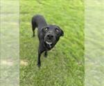 Small #1 Labrador Retriever Mix