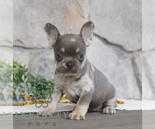 Medium Photo #1 French Bulldog Puppy For Sale in NARVON, PA, USA