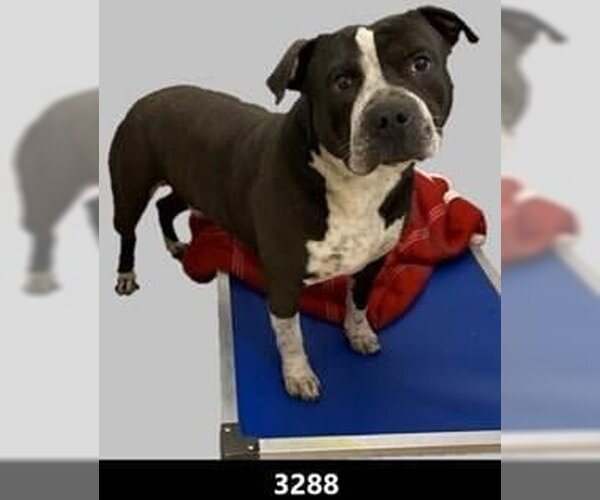 Medium Photo #17 American Bulldog-American Staffordshire Terrier Mix Puppy For Sale in Princeton, MN, USA