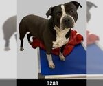 Small Photo #17 American Bulldog-American Staffordshire Terrier Mix Puppy For Sale in Princeton, MN, USA