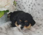 Small Photo #9 Pembroke Welsh Corgi-Poodle (Miniature) Mix Puppy For Sale in LEBANON, MO, USA