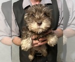 Small Photo #4 Schnauzer (Miniature) Puppy For Sale in BOYLESTON, IN, USA