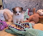 Small Photo #26 Pomeranian Puppy For Sale in MENIFEE, CA, USA