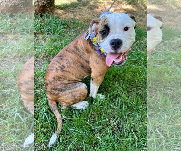 Medium Photo #1 Bulldog-Unknown Mix Puppy For Sale in Redlands, CA, USA