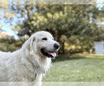 Small #5 Great Pyrenees