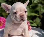 Small #8 French Bulldog