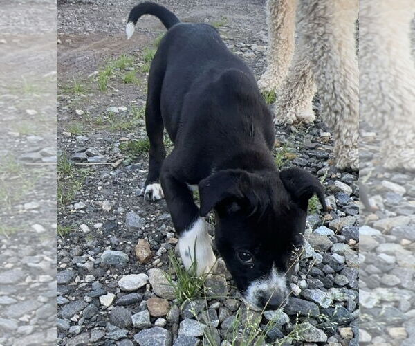 Medium Photo #6 Boxer-Unknown Mix Puppy For Sale in Roaring River, NC, USA