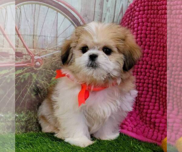 Medium Photo #3 Shih Tzu Puppy For Sale in ARTHUR, IL, USA