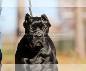 Cane Corso Puppy for Sale in MARENGO, Illinois USA