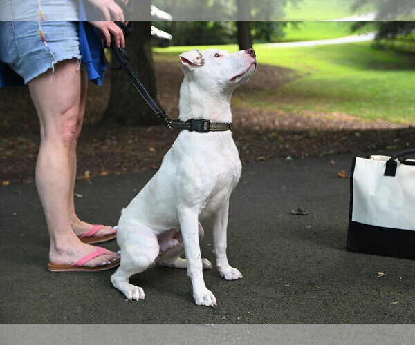 Medium Photo #8 American Staffordshire Terrier-Unknown Mix Puppy For Sale in Arlington, VA, USA