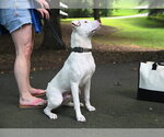 Small #7 American Staffordshire Terrier Mix