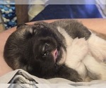 Small #2 Akita