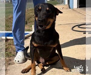 Nero - Male Mutt Dog for Adoption - Photo #6