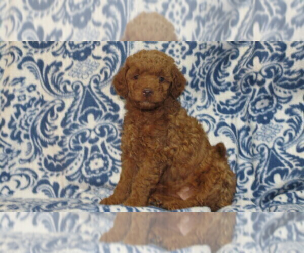 Medium Photo #5 Goldendoodle Puppy For Sale in PORT TREVORTON, PA, USA