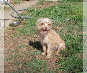 Mutt Dogs for adoption in Spring, TX, USA