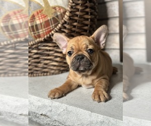 French Bulldog Puppy for sale in ELMHURST, IL, USA