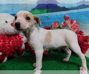 Australian Cattle Dog-Jack-Rat Terrier Mix Puppy for sale in HAMMOND, IN, USA