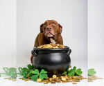 Small #14 American Staffordshire Terrier-Labrador Retriever Mix