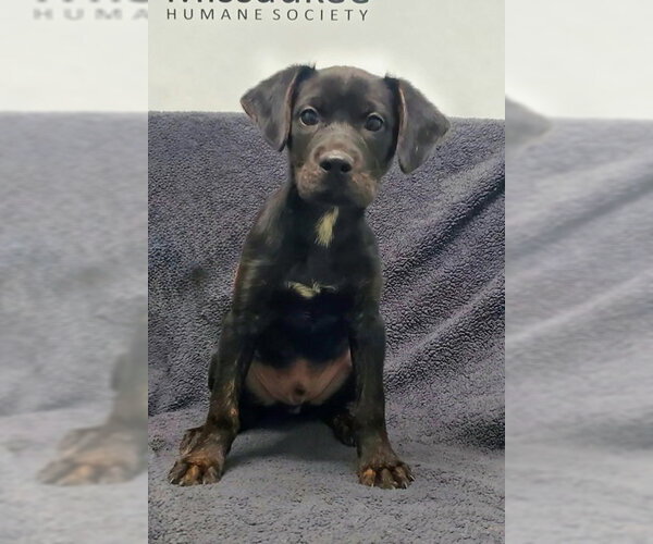 Medium Photo #1 Mutt Puppy For Sale in Lake City, MI, USA