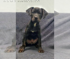 Mutt Dogs for adoption in Lake City, MI, USA