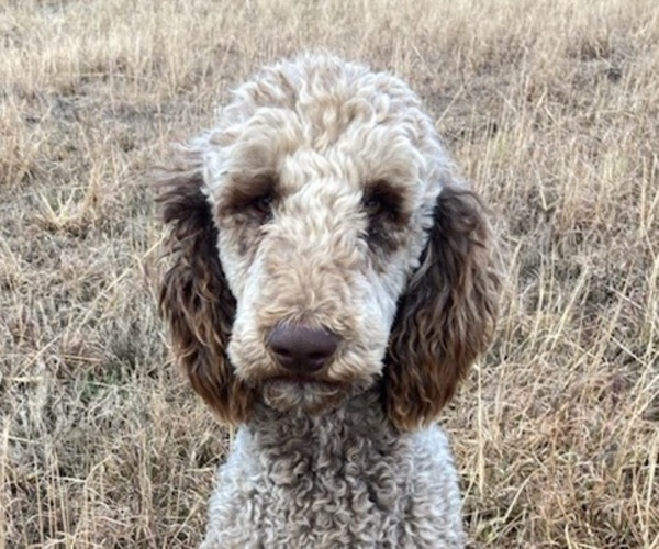 Medium Photo #1 Goldendoodle Puppy For Sale in MORELAND, GA, USA