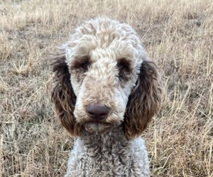 Father of the Goldendoodle puppies born on 01/20/2024