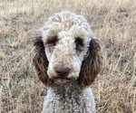 Small Photo #1 Goldendoodle Puppy For Sale in MORELAND, GA, USA