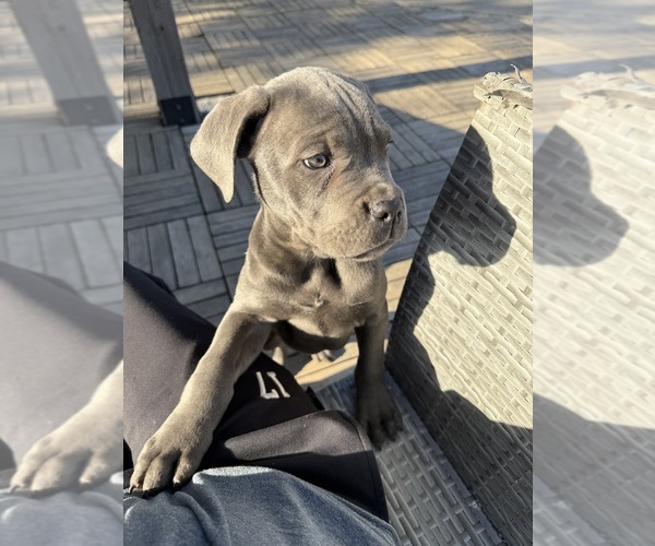 Medium Photo #4 Cane Corso Puppy For Sale in STUART, IA, USA