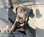 Small #3 Cane Corso